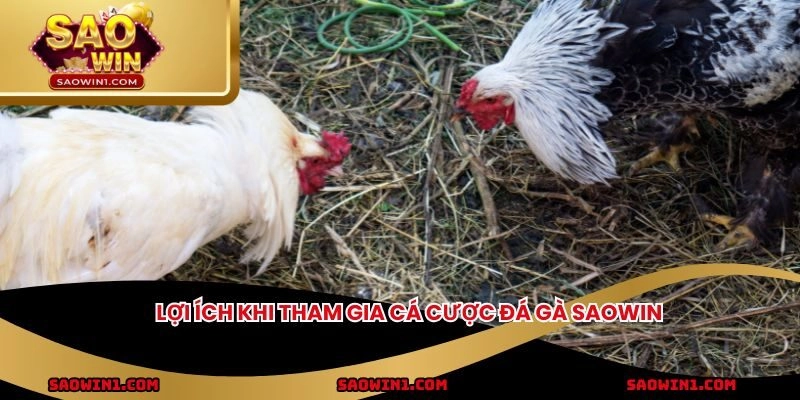 Lợi ích khi tham gia cá cược đá gà Saowin